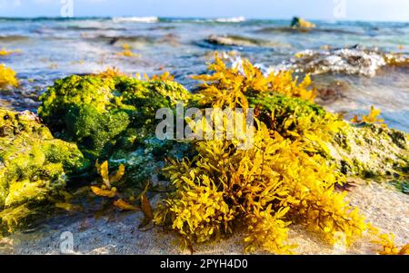 Steine rocken Korallen mit Seegras im Wasser am Strand Mexiko. Stockfoto