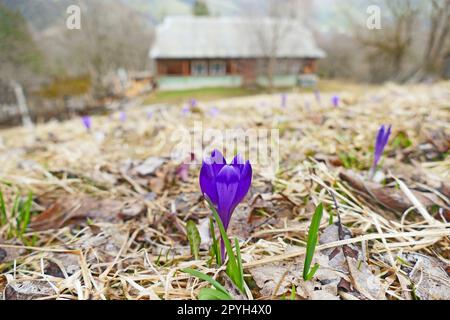 Weiß blühende Krokusse wachsen im Frühjahr Stockfoto