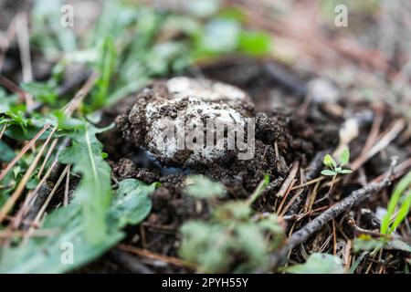 Wunderschöne wilde Pilze, die in einem Wald zwischen Laubboden und anderen Pilzen wachsen Stockfoto