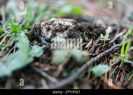 Wunderschöne wilde Pilze, die in einem Wald zwischen Laubboden und anderen Pilzen wachsen Stockfoto