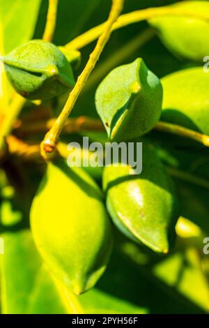 Nüsse auf tropischem Baum Terminalia catappa Meermandel karibisches Mexiko. Stockfoto