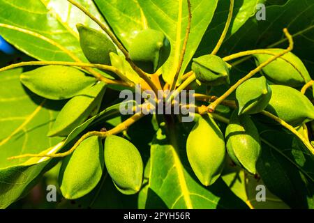 Nüsse auf tropischem Baum Terminalia catappa Meermandel karibisches Mexiko. Stockfoto