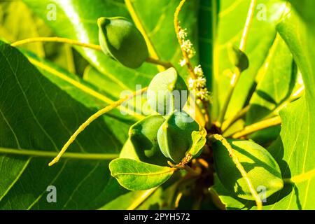 Nüsse auf tropischem Baum Terminalia catappa Meermandel karibisches Mexiko. Stockfoto