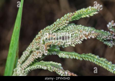 Nahaufnahme des Samenstiels des Paspalumstiels. Stockfoto