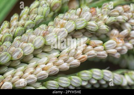 Nahaufnahme des Samenstiels des Paspalumstiels. Stockfoto