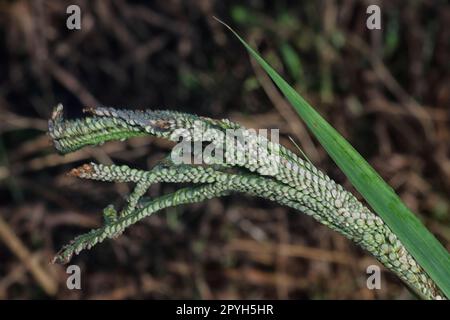 Nahaufnahme des Samenstiels des Paspalumstiels. Stockfoto