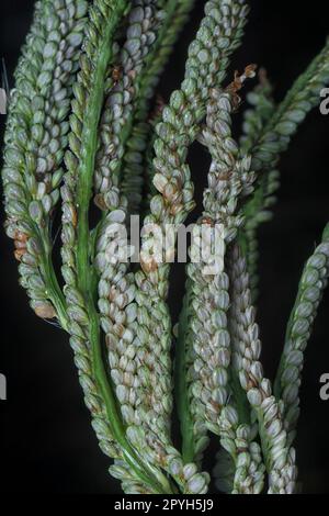 Nahaufnahme des Samenstiels des Paspalumstiels. Stockfoto