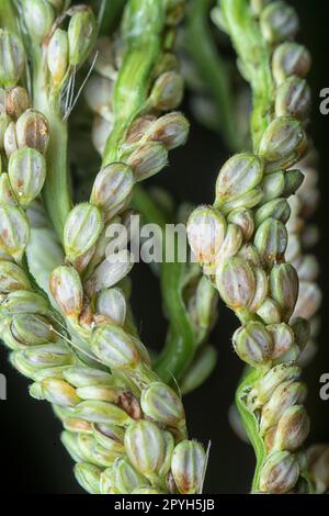 Nahaufnahme des Samenstiels des Paspalumstiels. Stockfoto