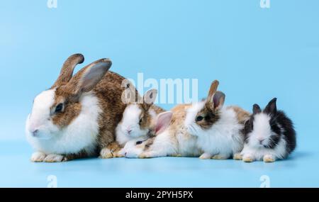 Liebenswerte Mutter mit vier Kaninchenbabys, isoliert auf blauem Hintergrund. Stockfoto