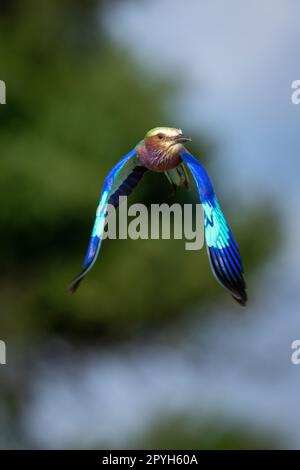 Die lilafarbene Walze fliegt an Bäumen vorbei, die Flügel fallen lassen Stockfoto