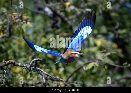 Die lilafarbene Walze fliegt an den Flügeln vorbei, die das Laub heben Stockfoto