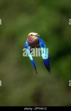 Die lilafarbene Walze fliegt an Bäumen vorbei und sieht sich die Kamera an Stockfoto