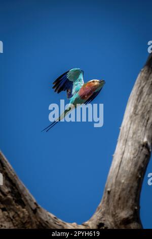 Die lilafarbene Walze fliegt an der Gabel im Baum vorbei Stockfoto