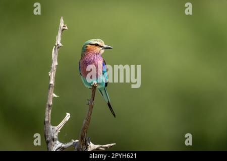 Lilafarbene Walze auf totem Ast im Sonnenlicht Stockfoto