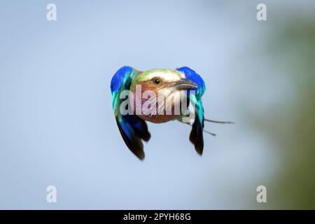 Die lilafarbene Rolle dreht den Kopf in Richtung Kamera Stockfoto