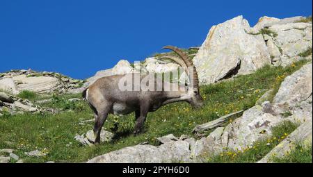 Weidealpenibex in den Schweizer Alpen. Stockfoto