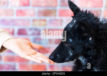Frau füttert Mudi-Hund im Studio oder zu Hause, Nahaufnahme Stockfoto