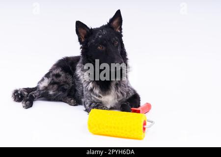 Ein Mann malt seinen Hund und macht Renovierungsarbeiten im Zimmer. Gute Beziehung zwischen einem Hund und seinem Besitzer Stockfoto