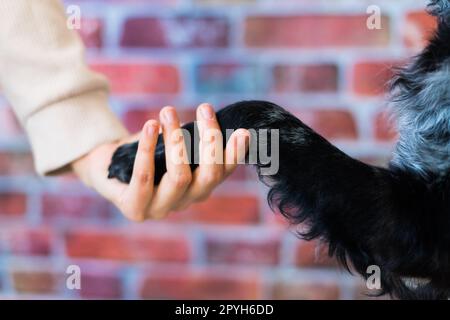 Der Mann hält die Pfote des Hundes mit Liebe füttert den Hund. Auf einem Backsteinhintergrund Stockfoto