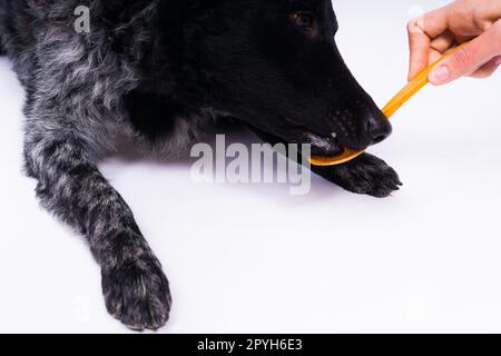 Frau füttert Mudi-Hund im Studio oder zu Hause, Nahaufnahme Stockfoto