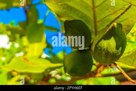 Nüsse auf tropischem Baum Terminalia catappa Meermandel Zicatela Mexiko. Stockfoto