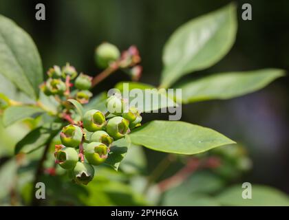 Frische grüne Heidelbeeren, die im Garten wachsen Stockfoto