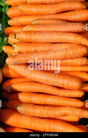 Nahaufnahme eines Haufens frischer neuer Karotten Stockfoto