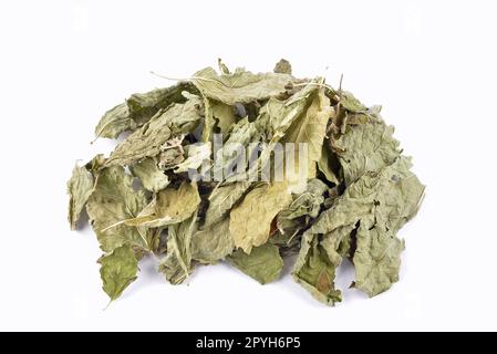 Getrocknete Zitronenbalsamblätter auf weißem Hintergrund Stockfoto