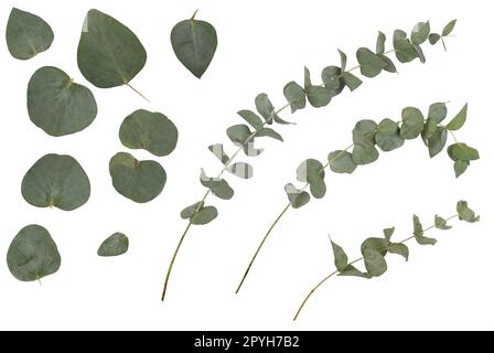 Eukalyptus cinerea, Silberdollar-argyle-Apfel, rustikale grüne Äste, Zweige und Blätter, isoliert auf weißem Hintergrund Stockfoto