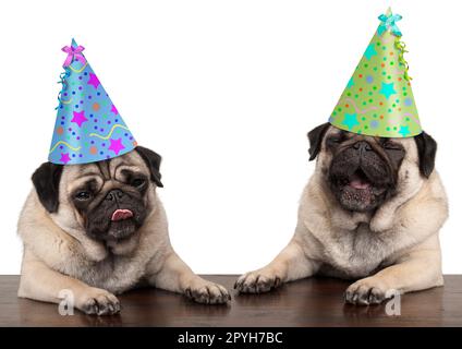 entzückende niedliche Mops Hundewelpen singen und Geburtstag Hut, isoliert auf weißem Hintergrund Stockfoto