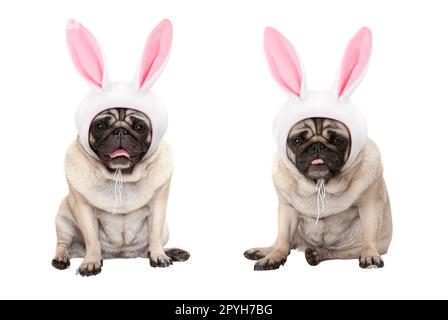 Lustige kleine Ostern Mops Welpen Hunde, hinsetzen, das Tragen von Osterhase Mütze mit Ohren, auf weißem Hintergrund Stockfoto