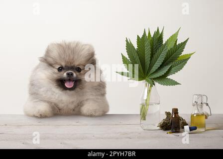 Lächelnder pomeranischer Welpenhund und Marujuana Cannabis Sativa-Unkraut-Blätter, Blumenknospe und CBD-Öl in Glastropfflasche, auf Holztisch Stockfoto