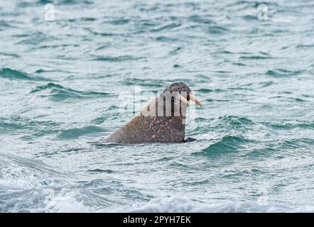 Walrus patrouilliert an der arktischen Küste Stockfoto