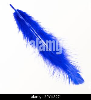 Blaue Feder auf weißem Hintergrund Stockfoto