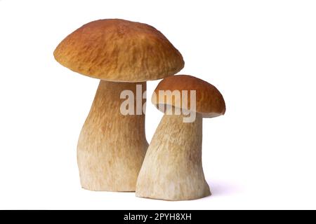 Braune Boletus-Pilze auf weißem Hintergrund isoliert Stockfoto