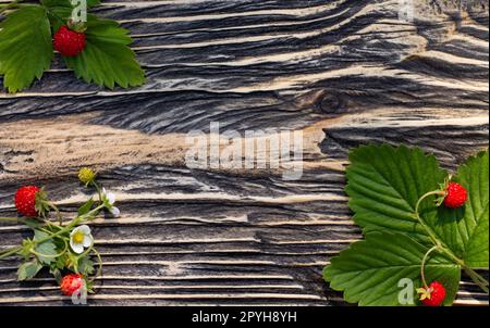 Zweige reifer roter Walderdbeeren mit Beeren auf alter Holzoberfläche. Draufsicht. Speicherplatz kopieren. Stockfoto