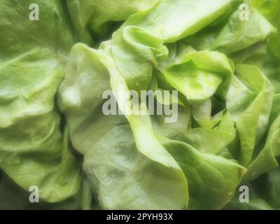 Salat. Ein Jahreskraut der Gattung Salat der Familie Asteraceae. Köstliche, verstärkte Blätter. Grüner Salat oder Beilage. Frische Kräuter für gesunde Ernährung Stockfoto