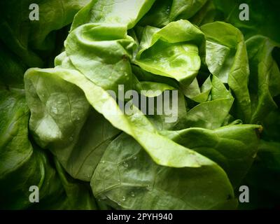 Salat. Ein Jahreskraut der Gattung Salat der Familie Asteraceae. Köstliche, verstärkte Blätter. Grüner Salat oder Beilage. Frische Kräuter für gesunde Ernährung Stockfoto