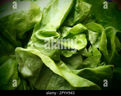 Salat. Ein Jahreskraut der Gattung Salat der Familie Asteraceae. Köstliche, verstärkte Blätter. Grüner Salat oder Beilage. Frische Kräuter für gesunde Ernährung Stockfoto