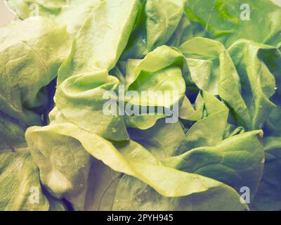 Salat. Ein Jahreskraut der Gattung Salat der Familie Asteraceae. Köstliche, verstärkte Blätter. Grüner Salat oder Beilage. Frische Kräuter für gesunde Ernährung Stockfoto