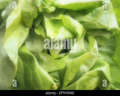 Salat. Ein Jahreskraut der Gattung Salat der Familie Asteraceae. Köstliche, verstärkte Blätter. Grüner Salat oder Beilage. Frische Kräuter für gesunde Ernährung Stockfoto