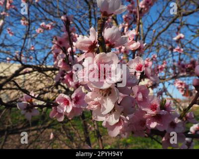 Aprikosen- oder Pfirsichzweig mit Blüten im Frühling. Eine pulsierende Biene genießt die schöne, rosa Landschaft. Pinkfarbene Frühlingsblumen Stockfoto