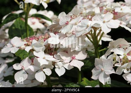 Rosa-weiße Lacecap-Blüten Stockfoto