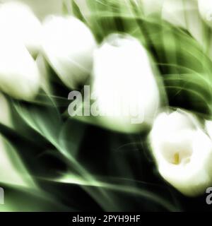 tulip Tulipa, Bulbuskräuter in der Lilienfamilie Liliaceae. Tulpen, Gartenblumen, Kultivare und Sorten wurden entwickelt. Blumen, weißer, zarter Strauß. Schöne Knospen. Anamorphes Bokeh Stockfoto