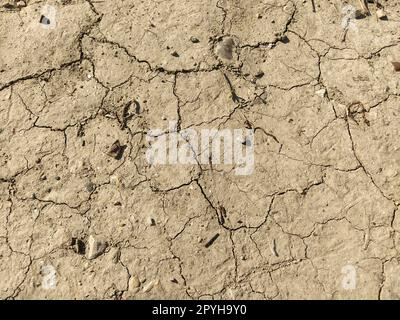 Trockener Lehm riss die Erde. Der Boden ist hellbeige. Dürre und Klimawandel. Trockener Schlamm. Hintergrundtextur. Banner. Graspartikel, Steine und Straßenstaub Stockfoto