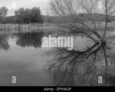 Salt River in Arizona zeigt starken Fluss nach Schneeschmelze und Regen. Schwarz-weiße Landschaft des überfluteten Salt River Stockfoto