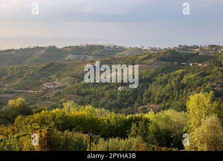 Haselnusshaine im Gebiet von Albaretto della Torre in Piemont. Stockfoto