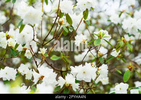 Rhododendron-Busch mit weißen Frottblumen April Schnee im Frühling während der Blüte Stockfoto