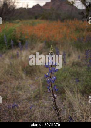 Frühling in Maricopa County Arizona. Coulter's Lupine taucht überall auf, nach einer Fülle von Regen und Schnee. Stockfoto