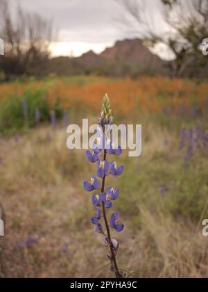 Frühling in Maricopa County Arizona. Coulter's Lupine taucht überall auf, nach einer Fülle von Regen und Schnee. Stockfoto